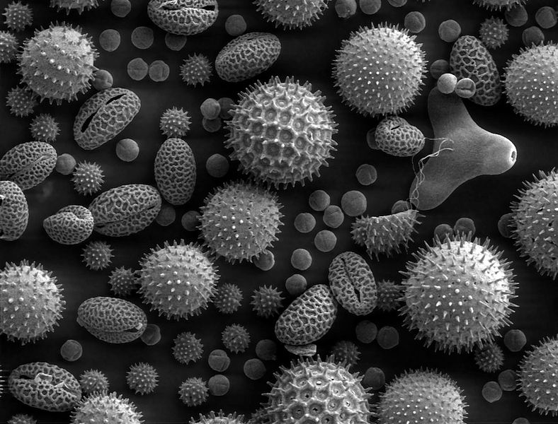Pollen from a variety of common plants, 500x magnification. | Public domain, find out more at Wikimedia Commons.