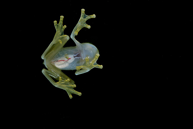 entrolenidae: Hyalinobatrachium colymbiphyllum plantation glass frog