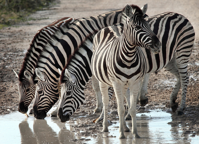 zebra stripes
