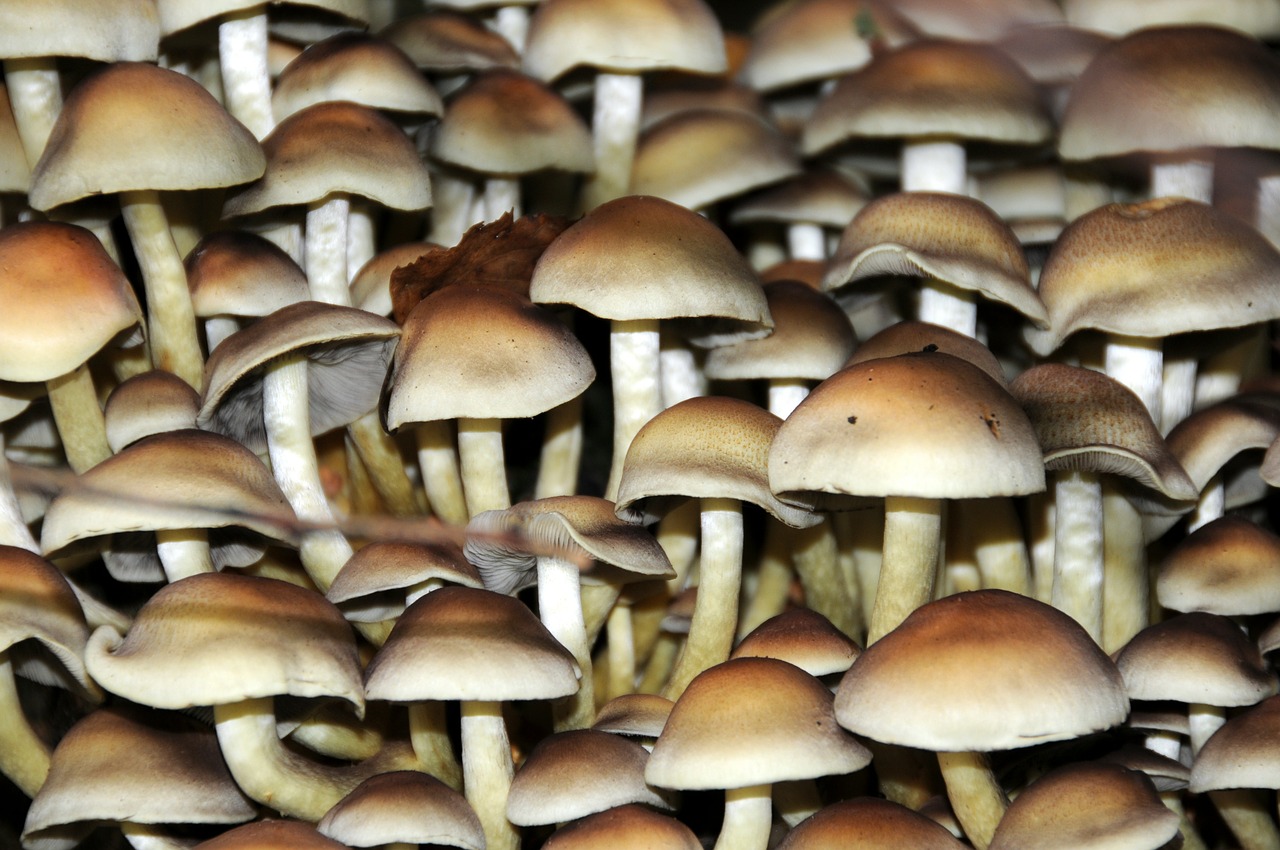 mycofoam mushrooms