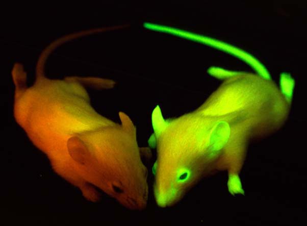 mouse gfp
