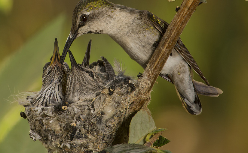 bird nest evolution