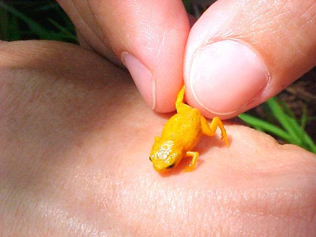 One of the species of miniaturised frog found in the Brazilian Atlantic Forest, showing the extent of the miniaturisation. | Luiz Fernando Ribeiro, CC BY SA