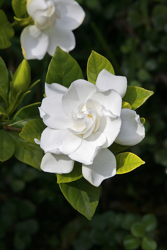 white gardenia photo