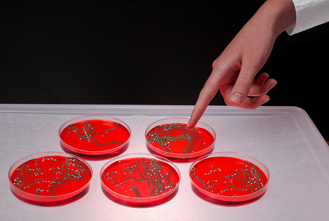 Silicon-biology science in a petri dish