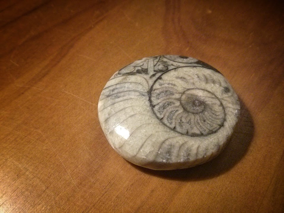 ammonite-from-morocco