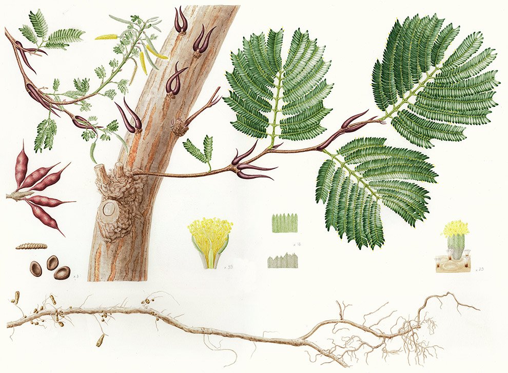 acacia cornigera illustration