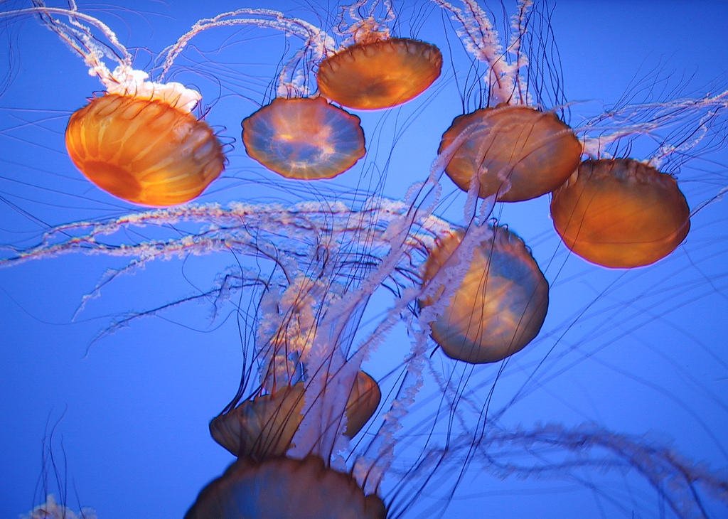 Three facts about jellyfish | Day 169