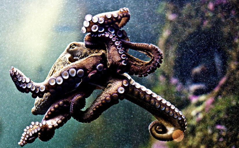 Happy Cephalopod week | Day 308